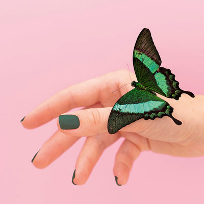 PINE GREEN - UV 097